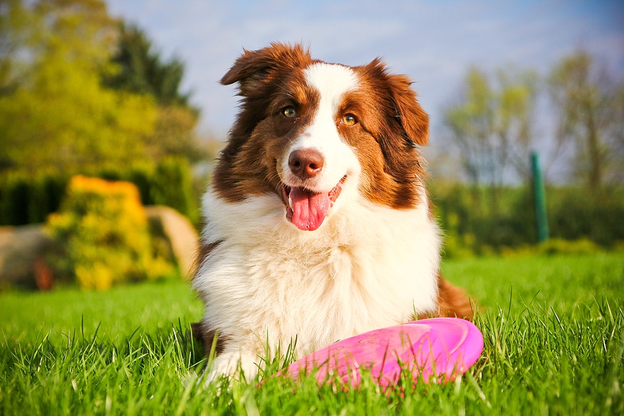Picture of a dog lying down with a pink plastic disc