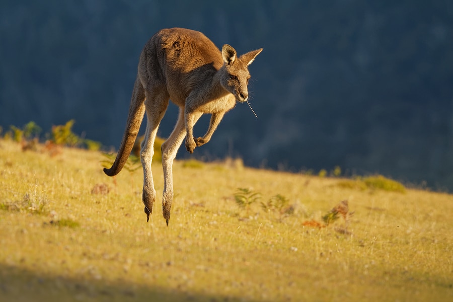 Picture of a kangaroo hoping