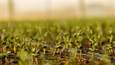 One-Million-Native-Plants-Initiative-to-Transform-AlUlas-Ecological-Restoration-tUnfqv.jpg