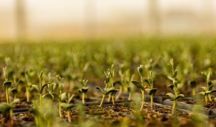 One Million Native Plants Initiative to Transform AlUla’s Ecological Restoration - TRAVELINDEX