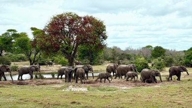 Tembe-Mahlasela-Hide-views-1000-pixels-AyqGUB.jpg