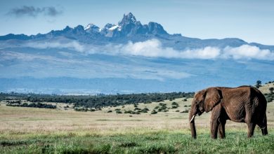 httpswwwthelongrunorgvirtual-impact-show-2026-KENYATRAVELINDEX-dTqSbJ.jpg